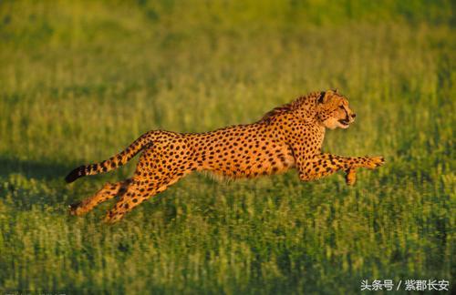 世界上哪种动物速度最快？