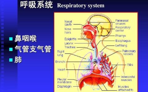 外呼系统分几种？