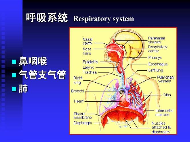 外呼系统分几种？